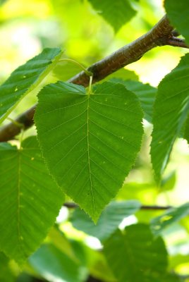 Betula maximowicziana - bříza maximovičova - list